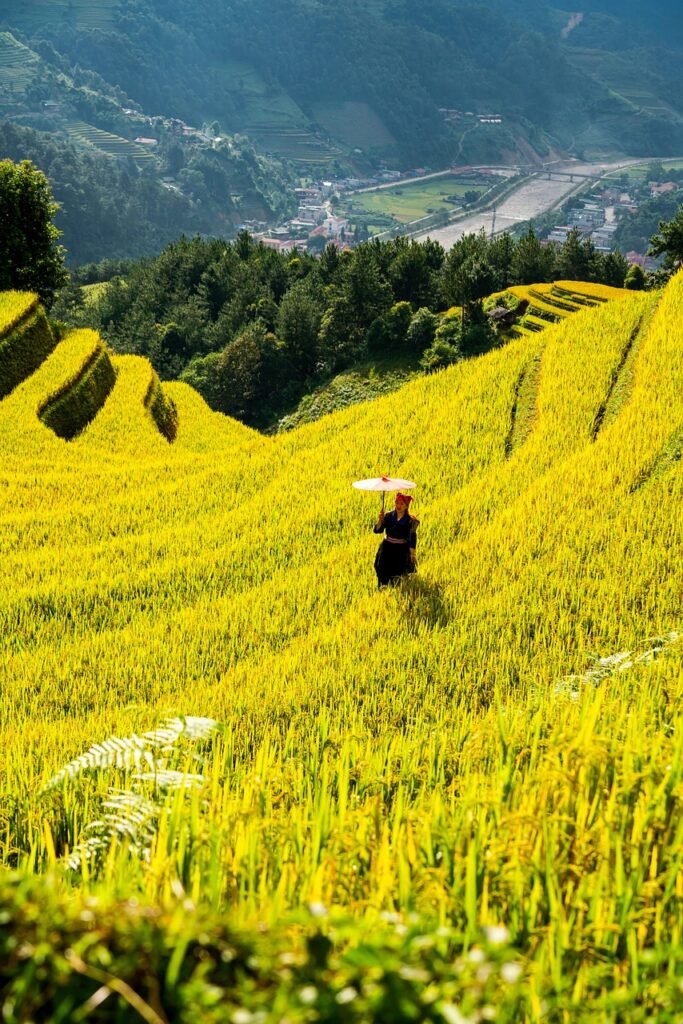 Home mountains, plateau, step, field, nature, people, rice, countryside, outdoors, agriculture